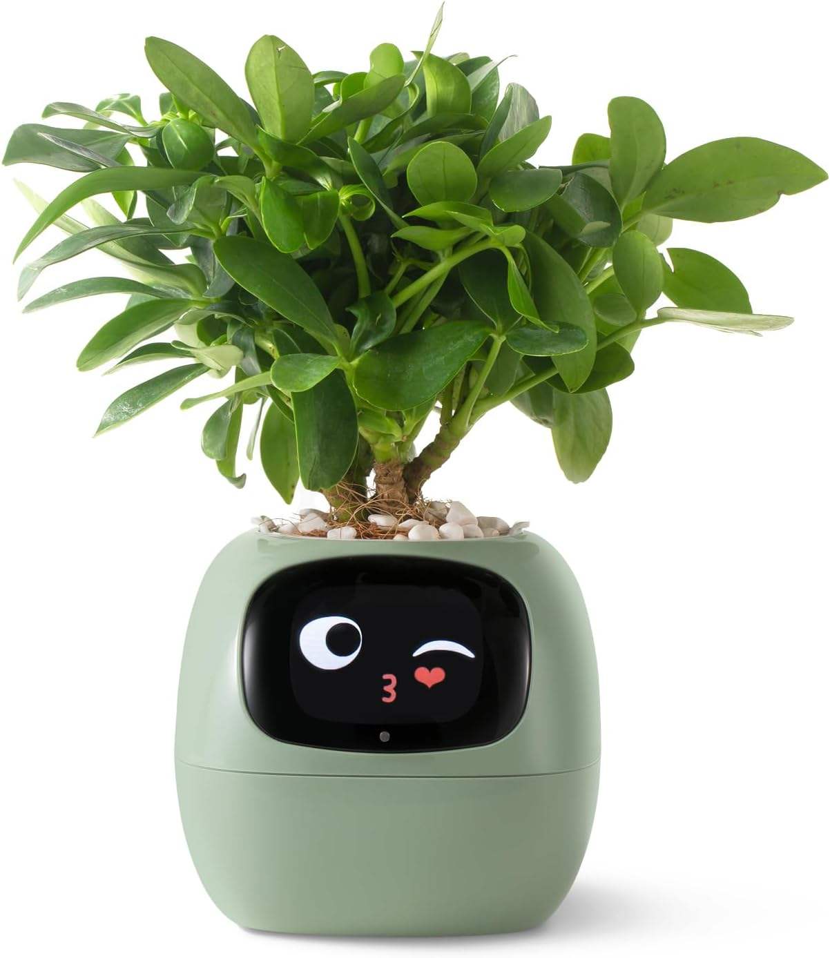 Ivy Smart Pet Planter – AI Companion That Cares for Your Plants - MNT